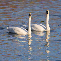 Tundra Swans