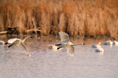 Gentle Landing