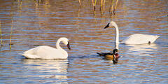 Backwater Companions