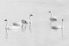 Tundra Swans