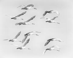 Migrating Swans