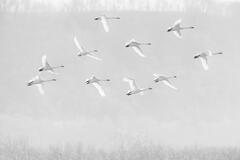 Follow The Leader