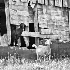 Two Goats And A Sparrow