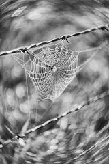 Morning Dew