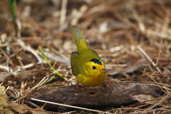Wilson's Warbler