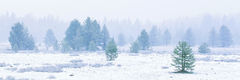 First Snow