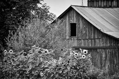 Summer Sunflowers