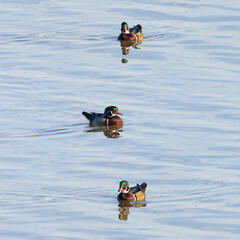 Trio Of Wood Ducks