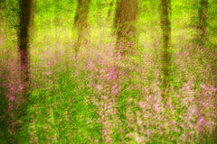 Woodland Phlox