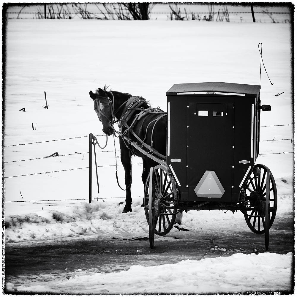 Amish, Horse, Buggy, Horse and Buggy