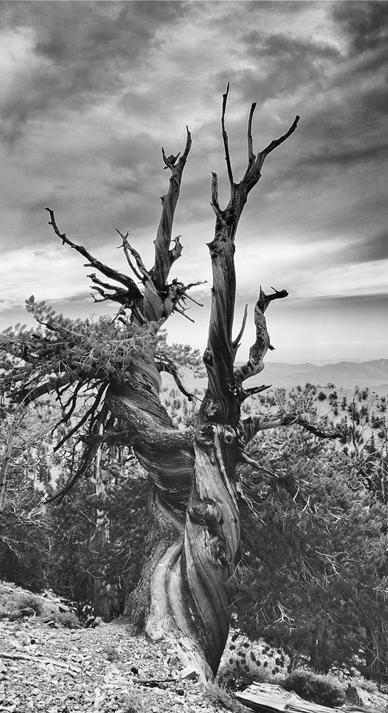Bristlecone Pine atop the White Mountains of California; this same scene existed at the birth of Christ.
