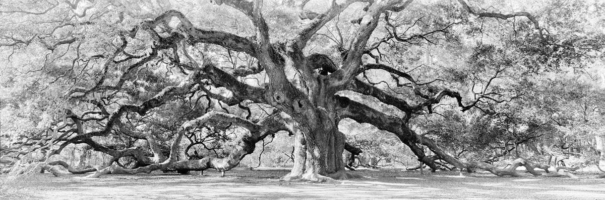 Angel Oak