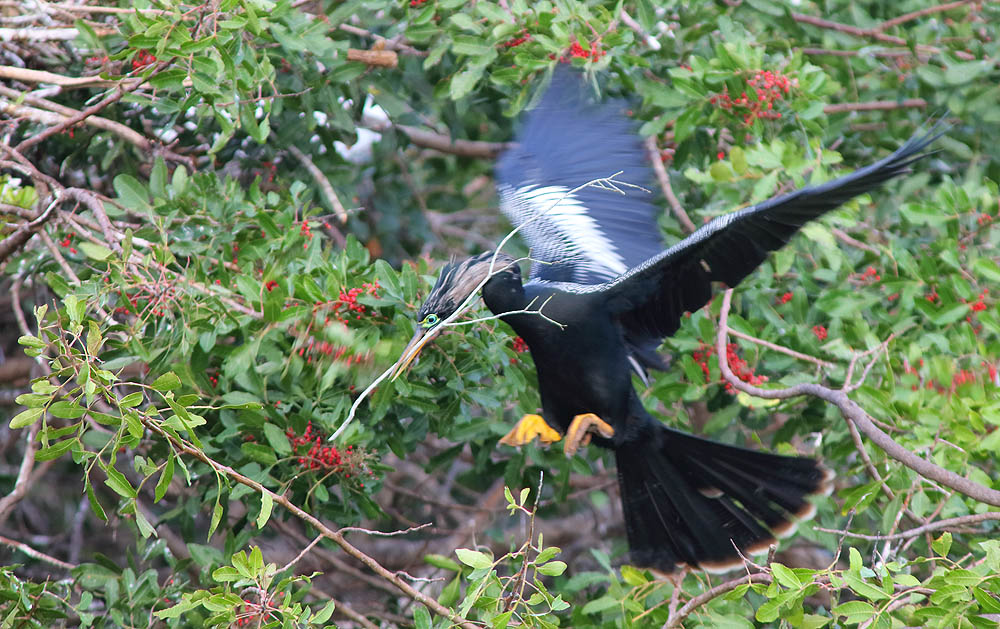 Anhinga, Bird, Nesting