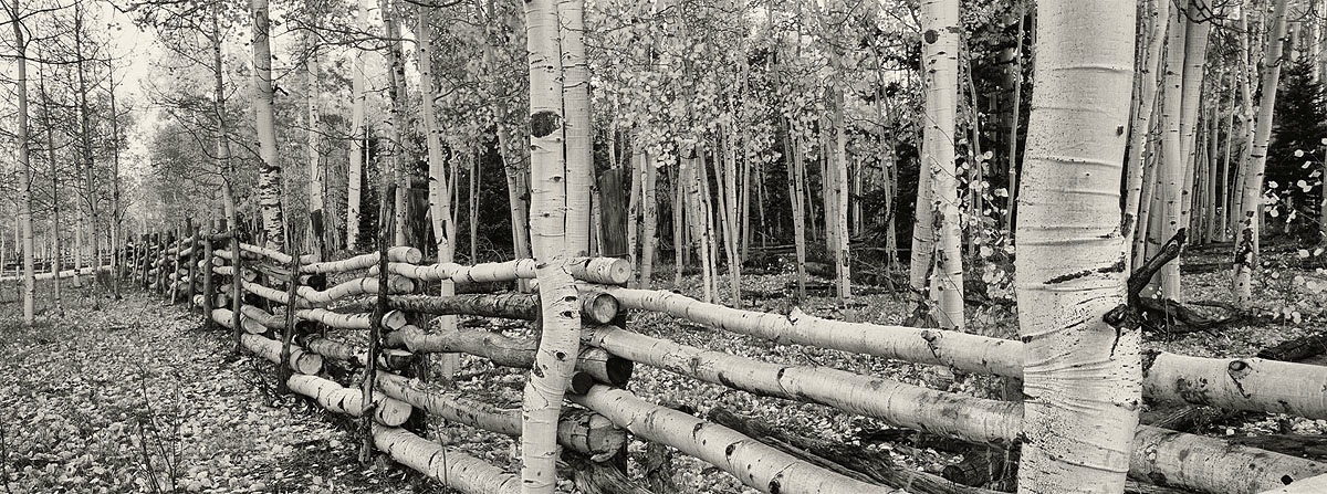 Aspen, Black and White, Colorado