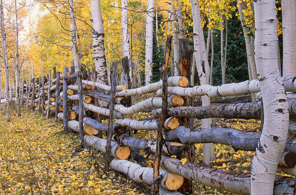 aspen, fence, Colorado