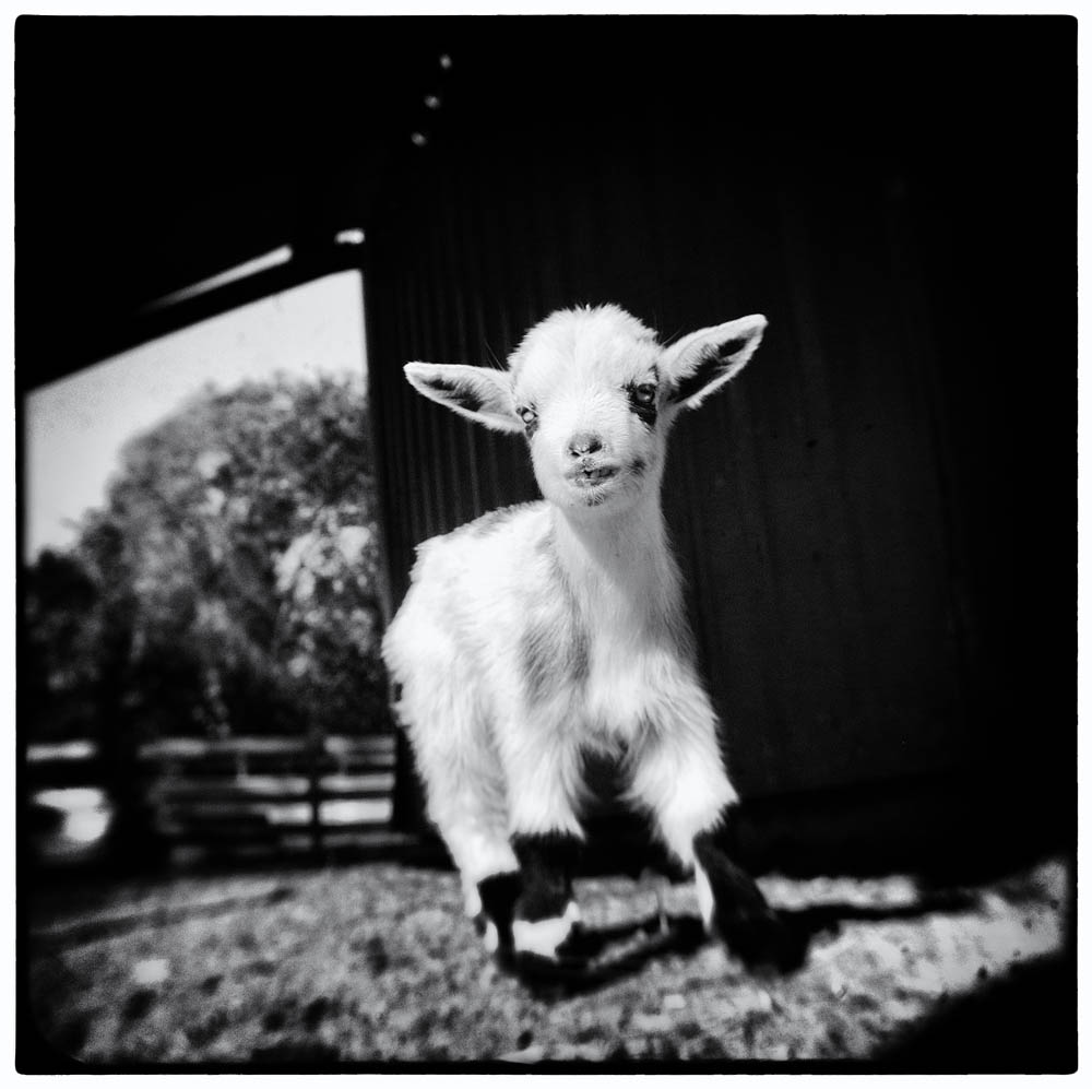 Ready To Play baby goat, goat