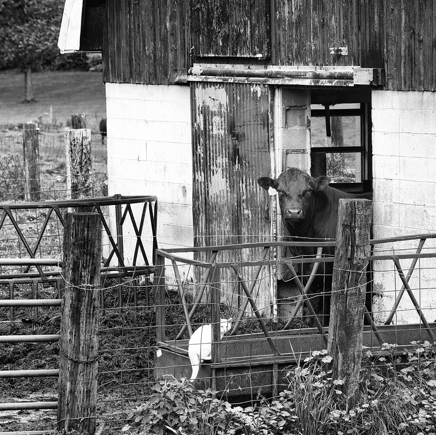 black and white, cow, cat