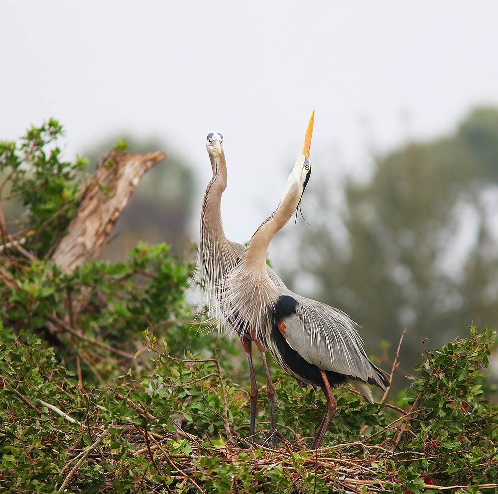 Nest, Heron, Bird