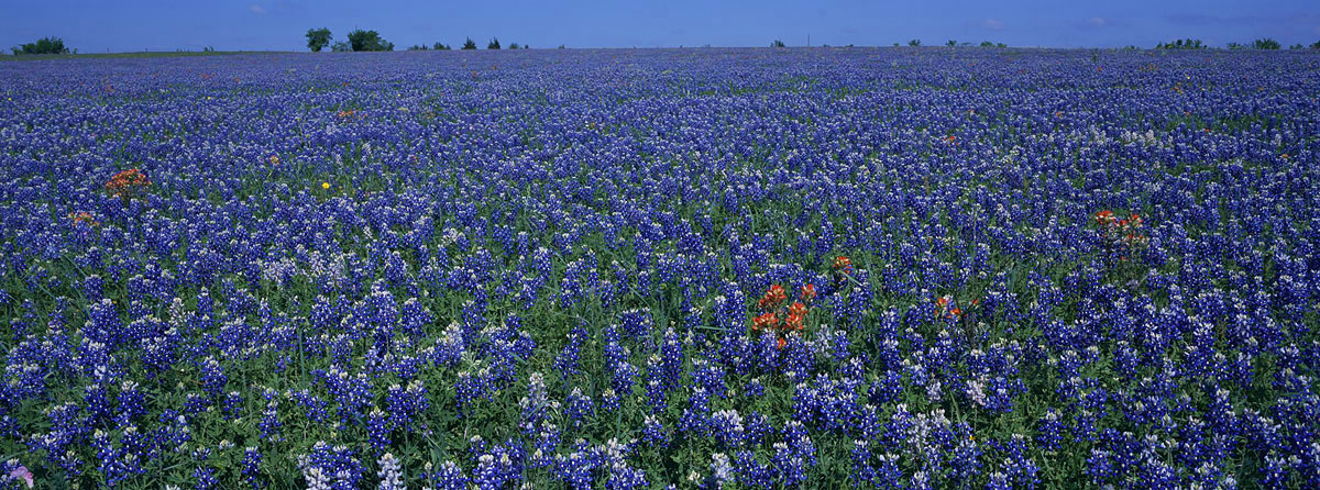 Bluebonnets And Indian Paintbrush