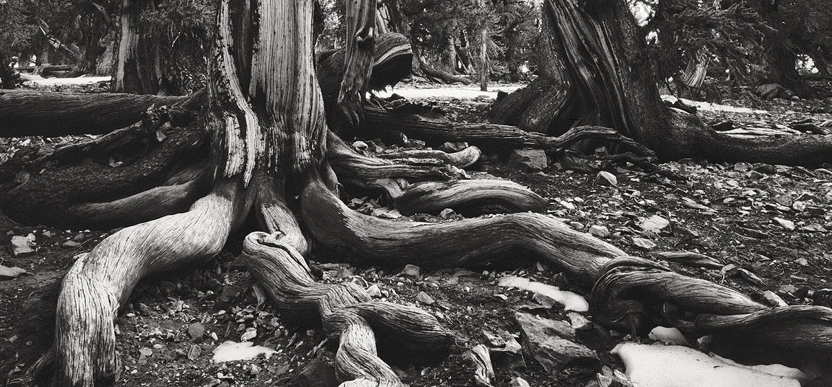 Bristlecone Pines are the oldest living trees on earth; with tress greater than 5,000 years old. The pine survives on a land...