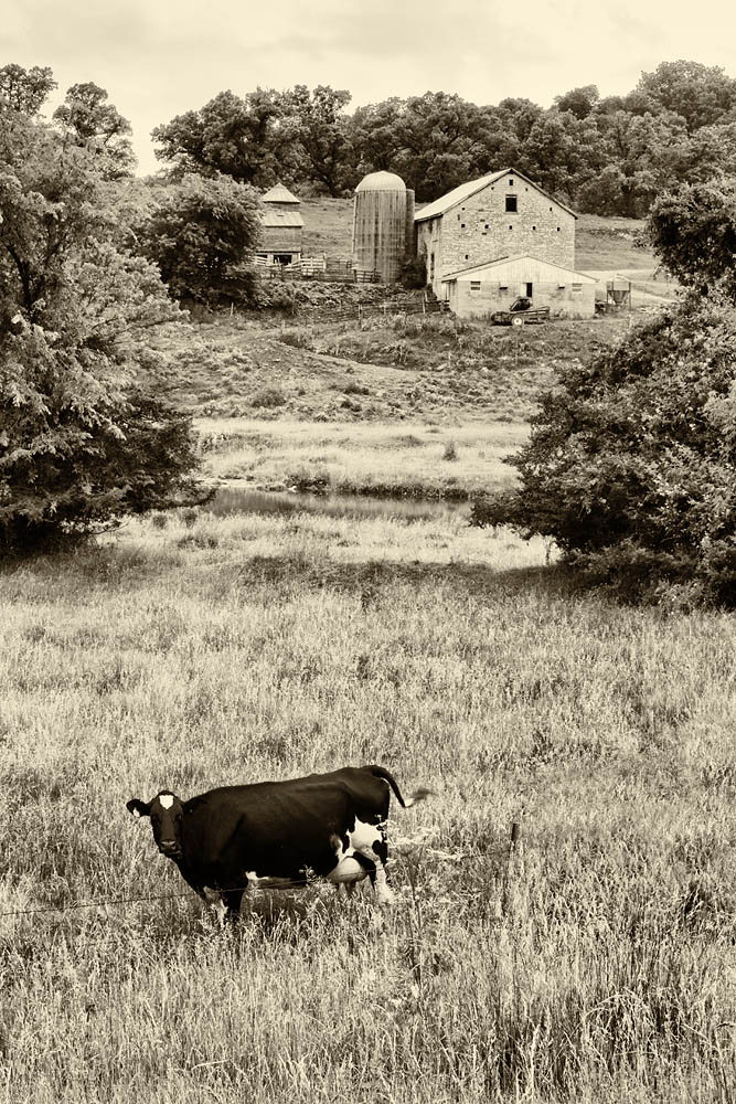 cows, barn,black and white
