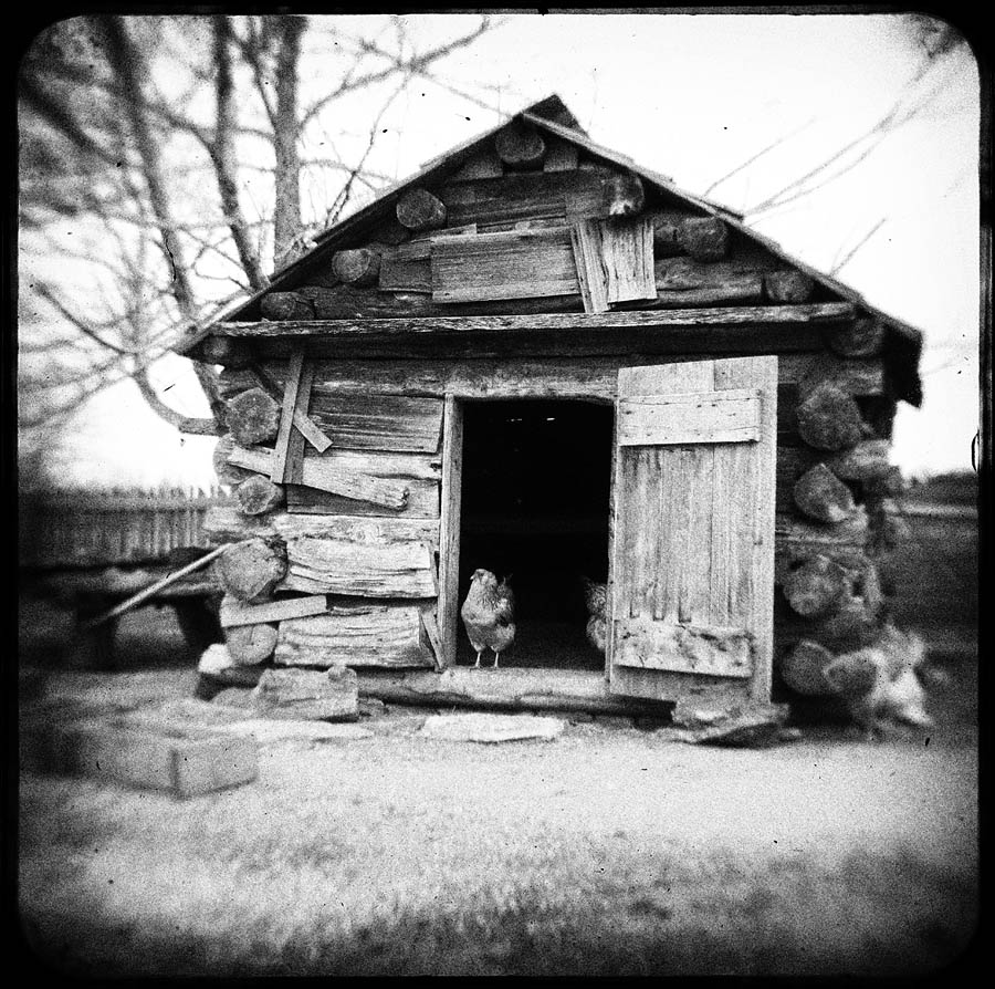 chicken, shack, black and white