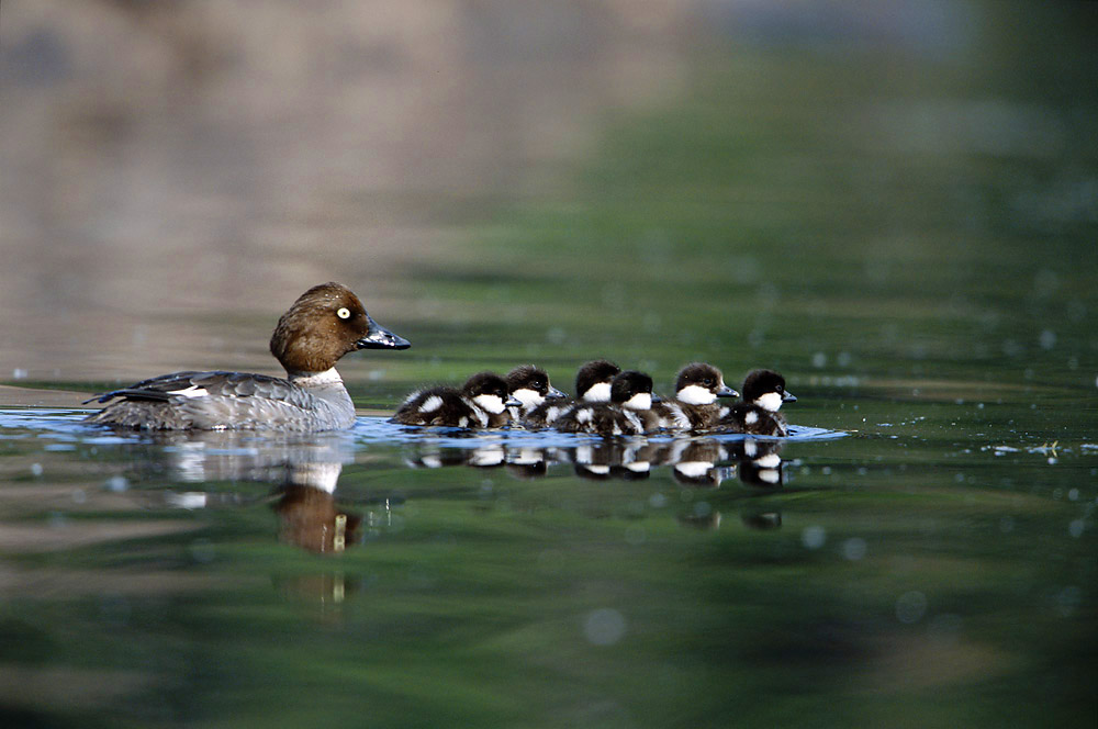 waterfowl, ducks, wildlife