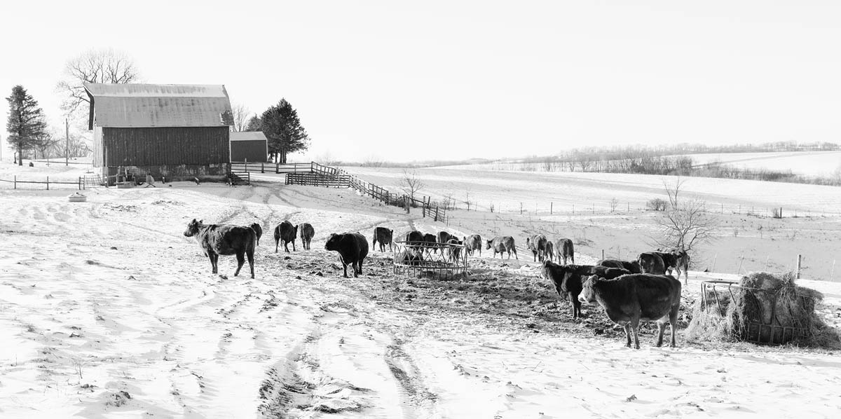 Cows, Winter, Cows and Barn