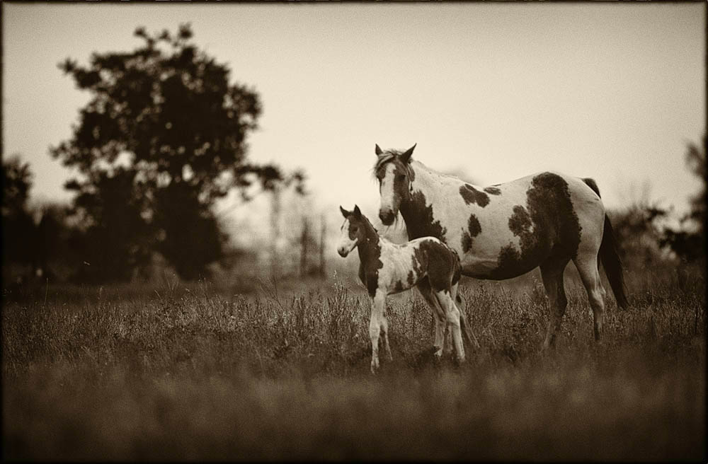 black and white, horse