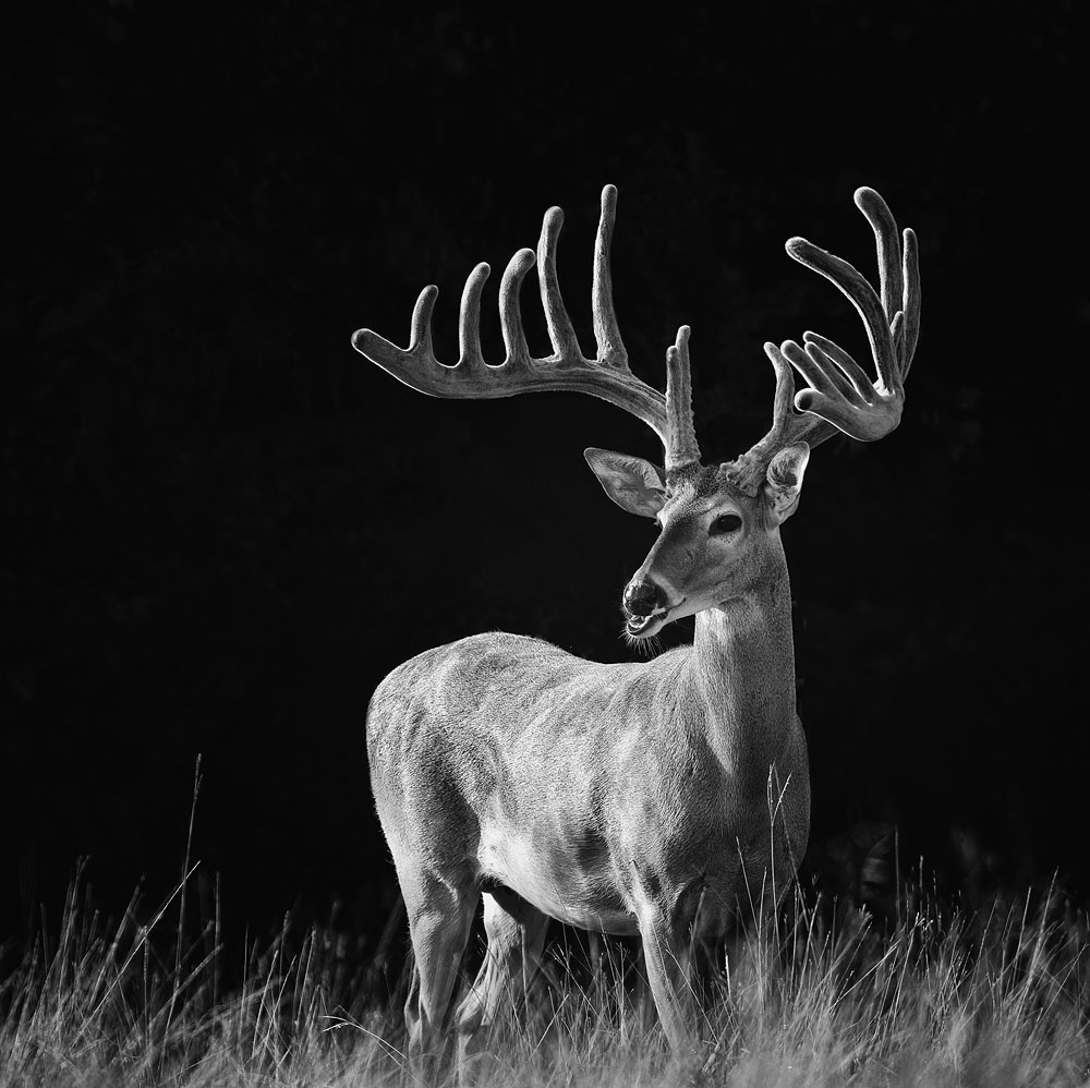 Deer, black and white deer