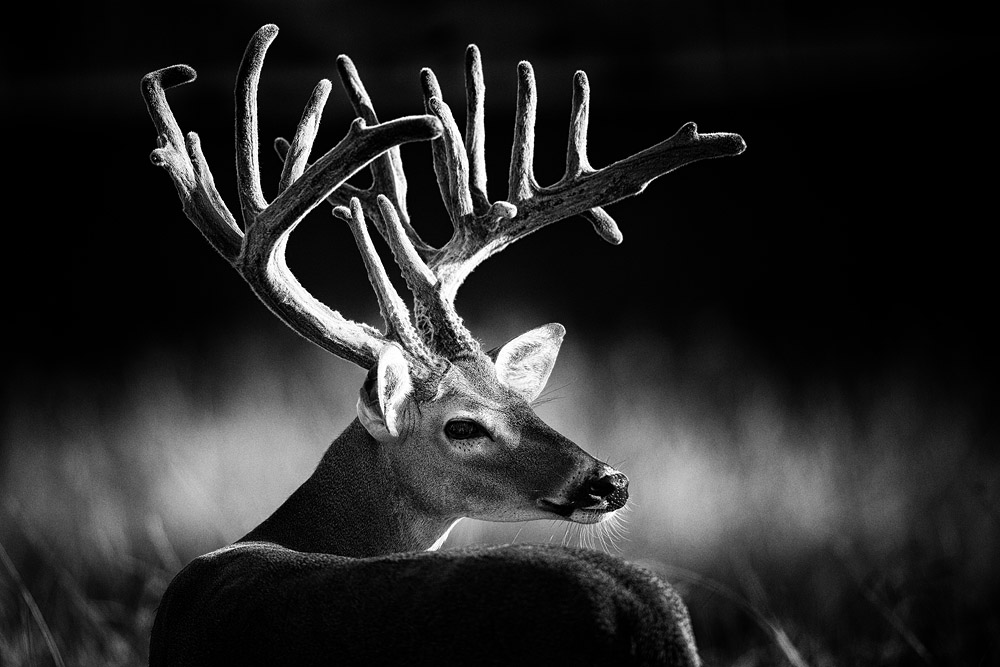 Deer, Buck, black and white deer