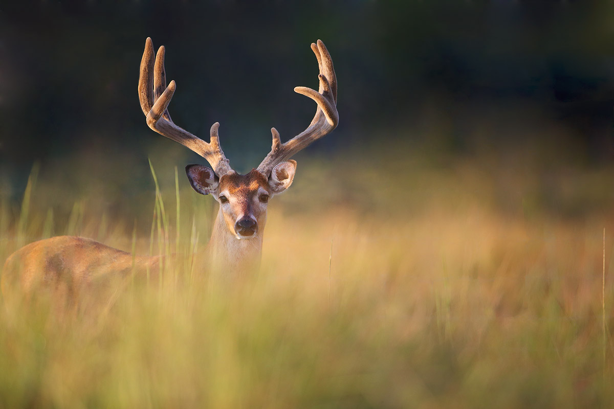Deer, Buck, Deer in grass