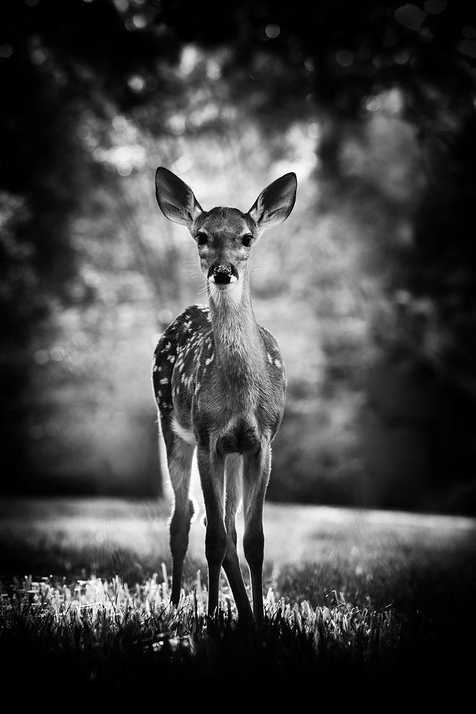 Fawn, baby deer