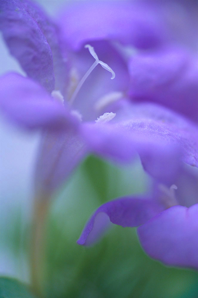 Delicate