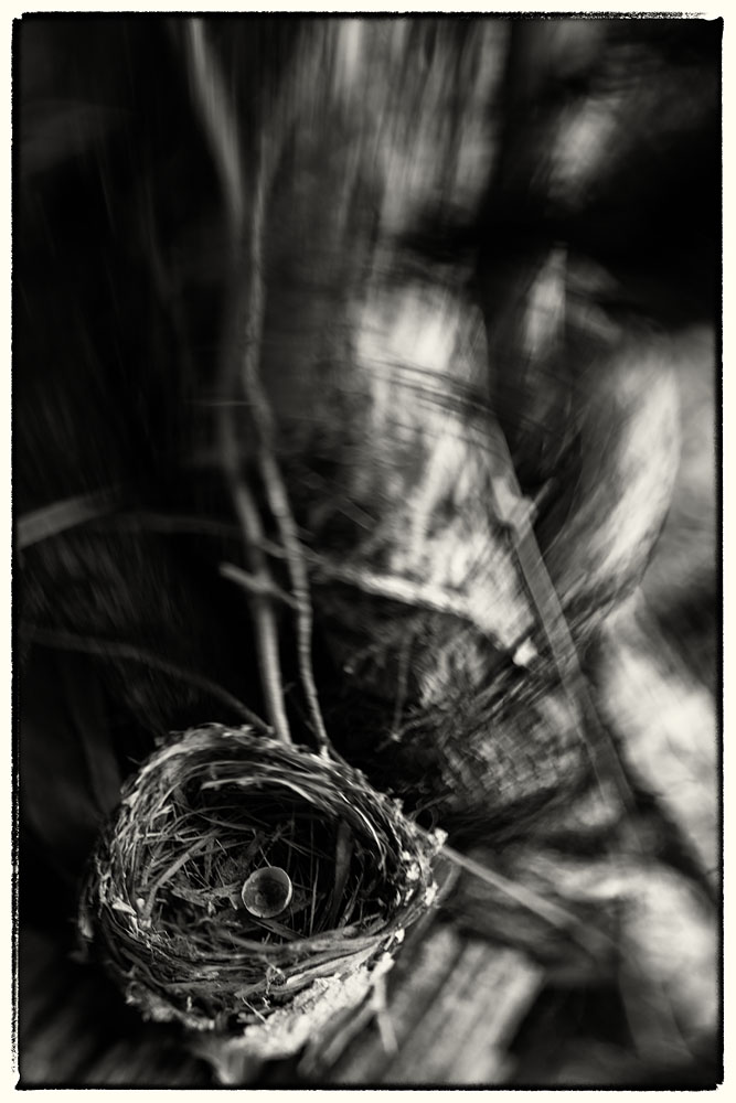 Bird Nest