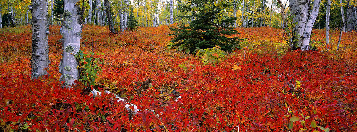 fall, birch