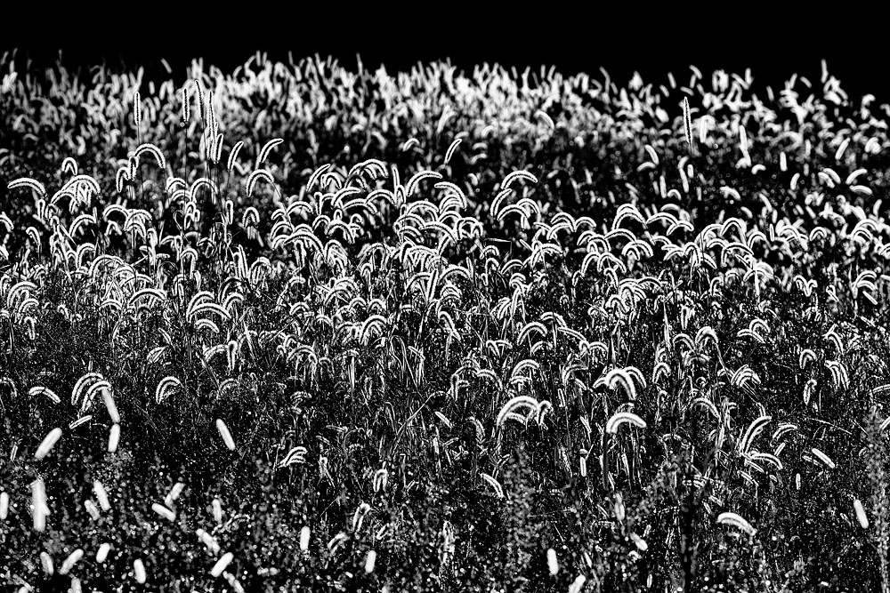Field, Back lite, grasses sunlight