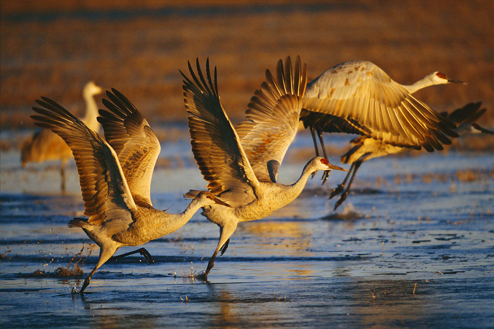 Sandhill Cranes are the oldest known existing bird species, their fossil remains go back nine million years.