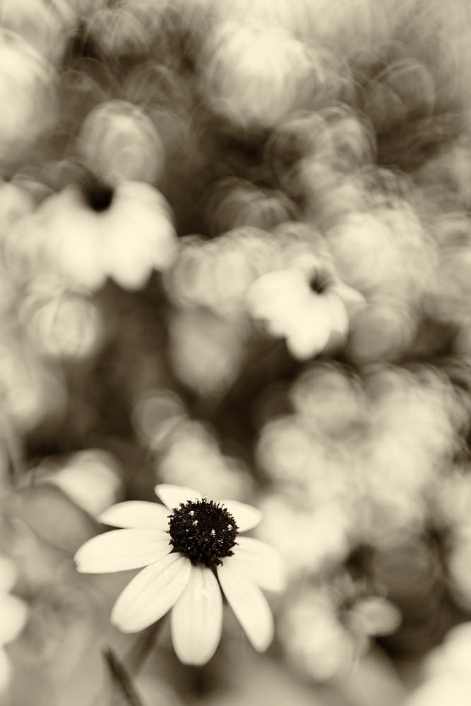 black and white, flowers