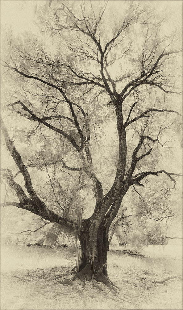 Tree, Oak