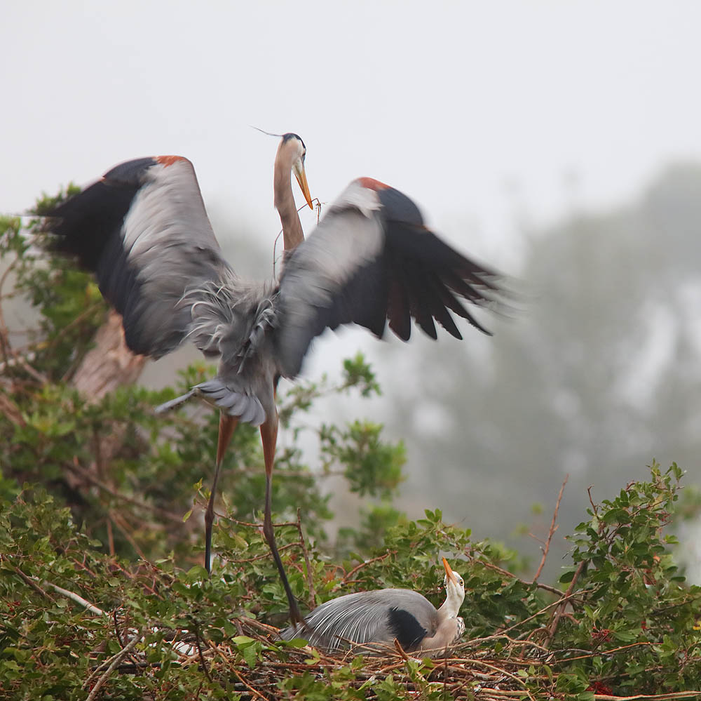 Birds, Heron, Nesting Bird