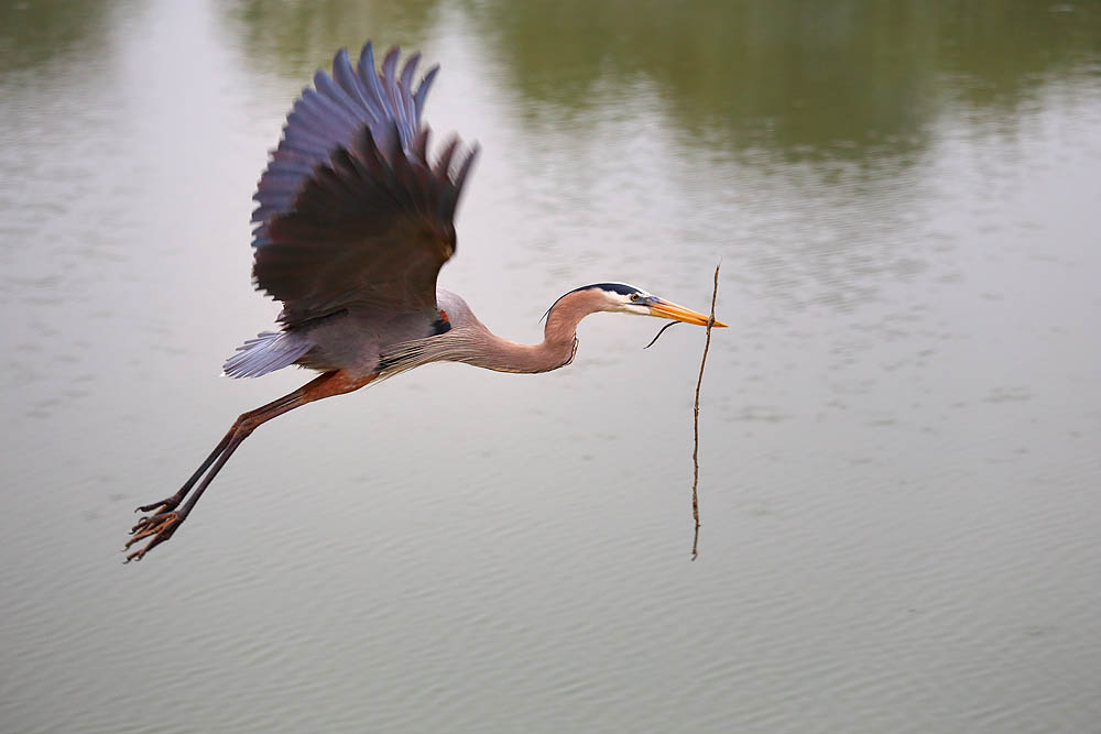 Nest, Heron, Bird
