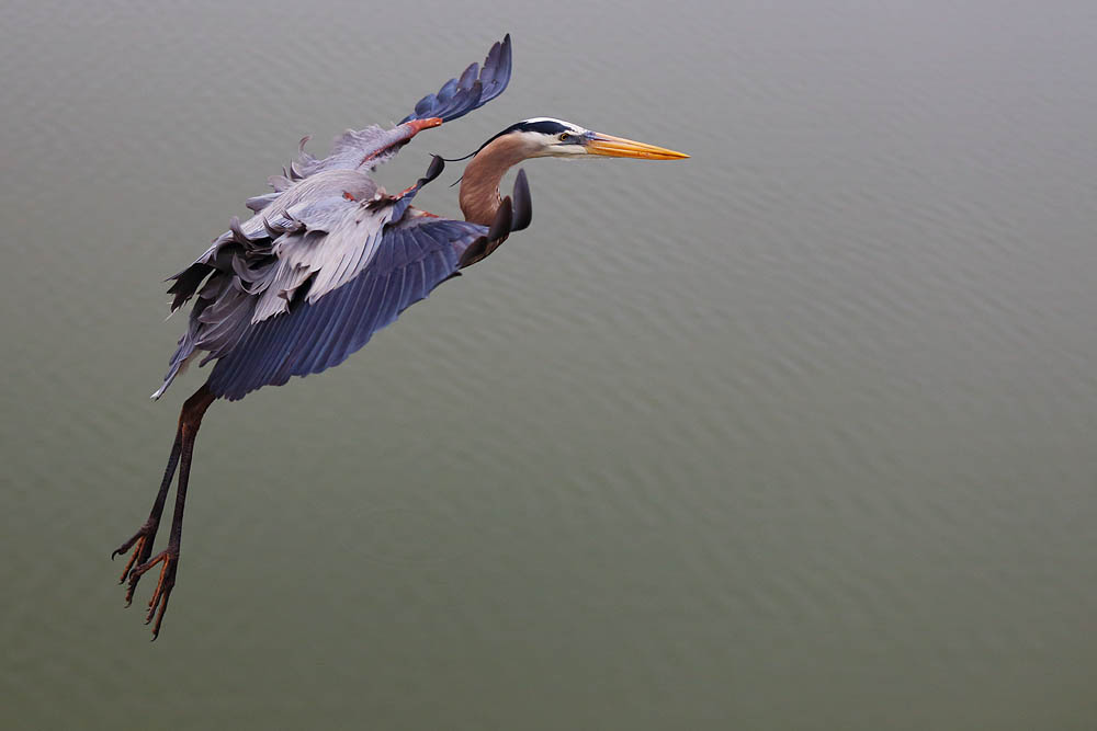 Heron, Bird, flight, landing bird