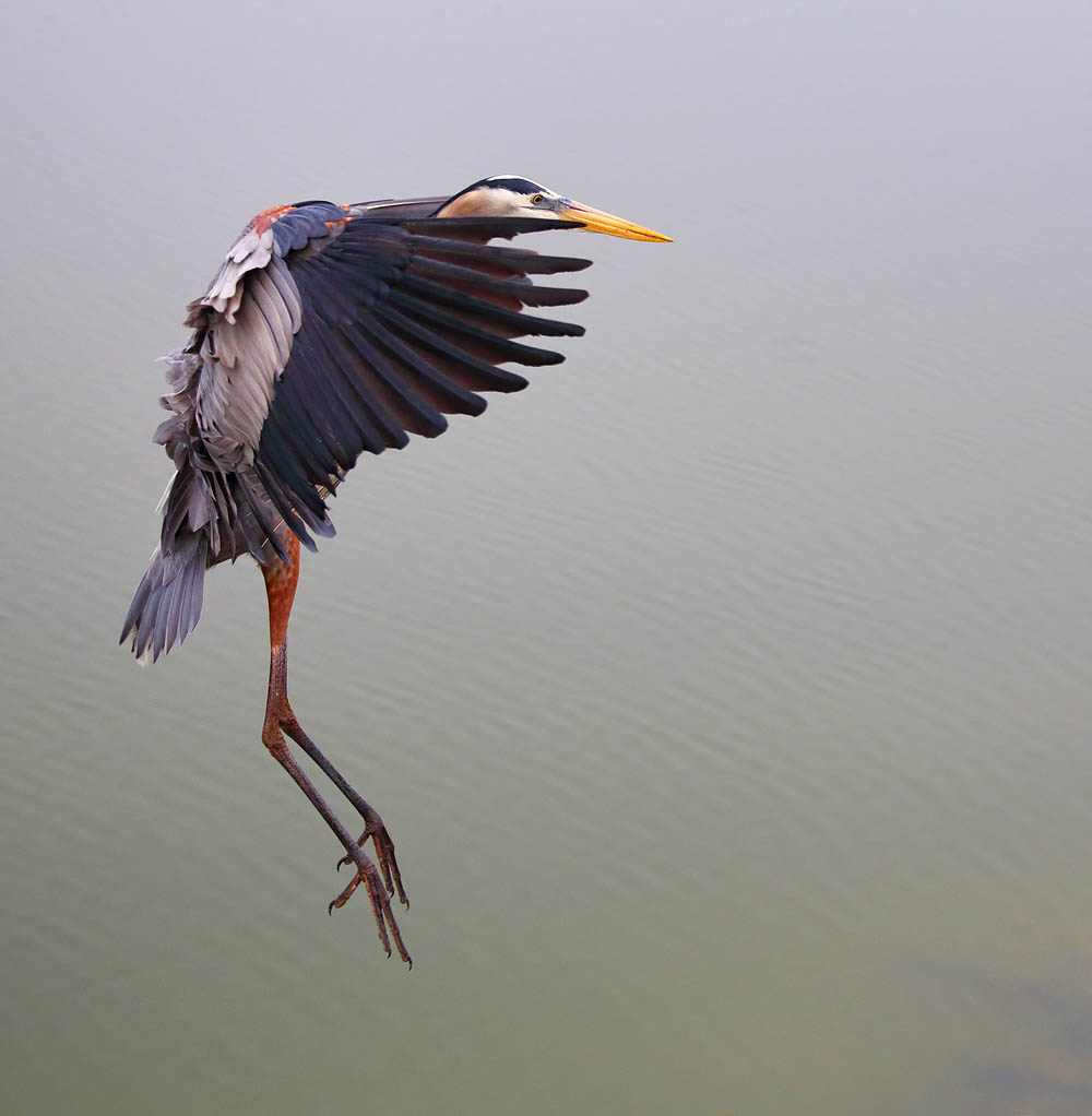 Heron, Bird, flight, landing bird