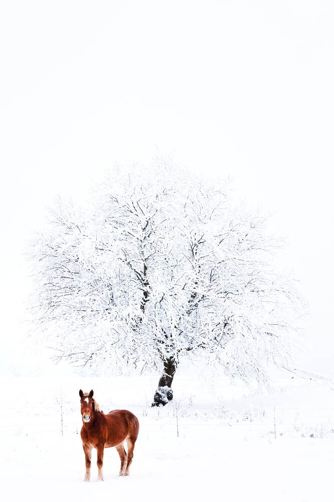 Horse, Winter, Snow, Farm Scene Horse