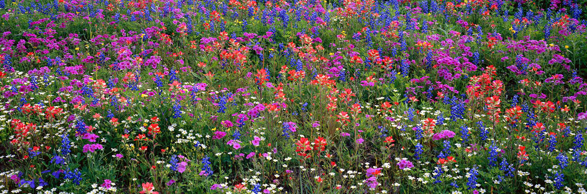 I could hardly believe this scene before me, what a variety of wildflowers and how perfectly arranged. Collectively, we spend...