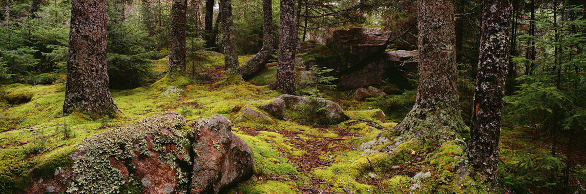 I discovered this scene in an unexplored coastal grove of Acadia National Park the mossy path winding its way through the trees...