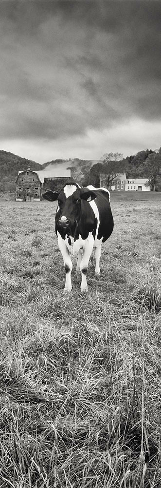 cow, cows, barn, fog, black and white