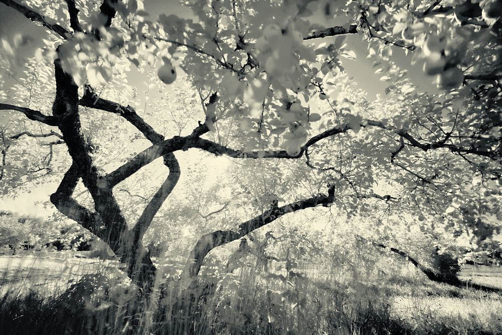 black and white, IR