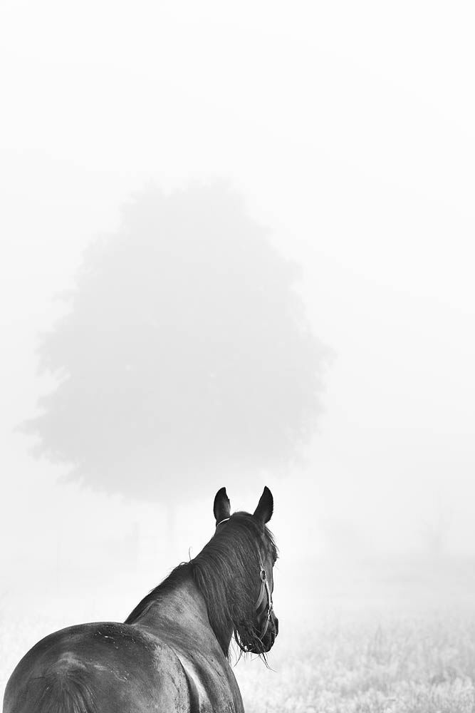 Horse, Horse  Fog